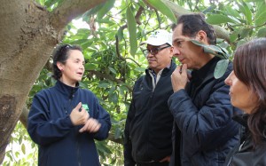 En terreno compartieron experiencias sobre las investigaciones y tecnologías asociadas a la producción de palto en ambos países