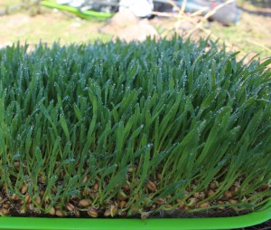 El forraje verde hidropónico puede llegar a medir en promedio unos 25 cm de altura sin ningún nutriente externo. 