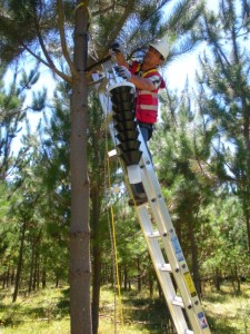 Instalación de atrayentes aromáticos en bosques de pino insigne.