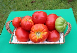 tomate limachino