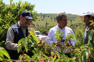 El investigador en berries Cristián Balbontiín junto al seremi de agricultura Rodrigo García, revisando el daño a cerezos en la comuna de Quillón.