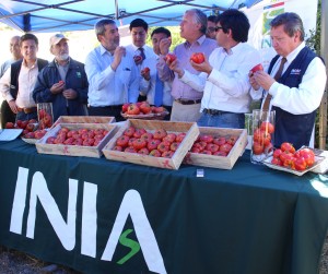 Ministro de Agricultura, Carlos Furche, degusta el sabor del Tomate Limachino Antiguo