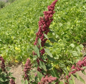 Quinoa en Petorca