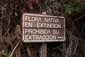 Letreros ubicados en el Parque Nacional Archipiélago Juan Fernández, advierten la delicada situación que afecta a la flora endémica y nativa.