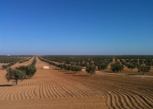 olivos desierto