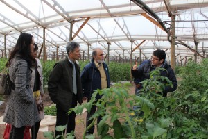 Visita producción de tomate bajo invernadero a Sociedad Agrícola El Guindo en Quillota