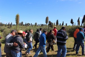 Por primera vez los productores pudieron ver una plantación de Chagual y sus caracterísiticas rocetas y espigas de más de 2 metros de altura.