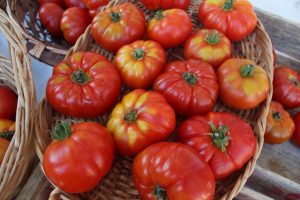 muestra-de-tomate-limachino-con-su-caracteristica-forma