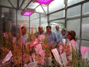 Visitantes BASF en invernadero de Biotecnología de INIA Quilamapu, donde se generan plantas de arroz clearfield con tecnología de iluminación led.