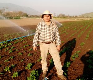 Jesus Bazaez, agricultor GTT Papa en Prov. Petorca