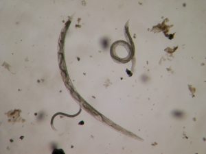 Los nemátodos entomopatógenos son unos gusanos microscópicos utilizados en el control de plagas en frutales menores.
