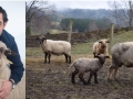 Por su aporte al desarrollo de las nuevas razas ovinas: Patagonian Robertson Merino y Künko.
