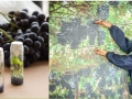 Desarrollo de nuevas variedades de uva de mesa.